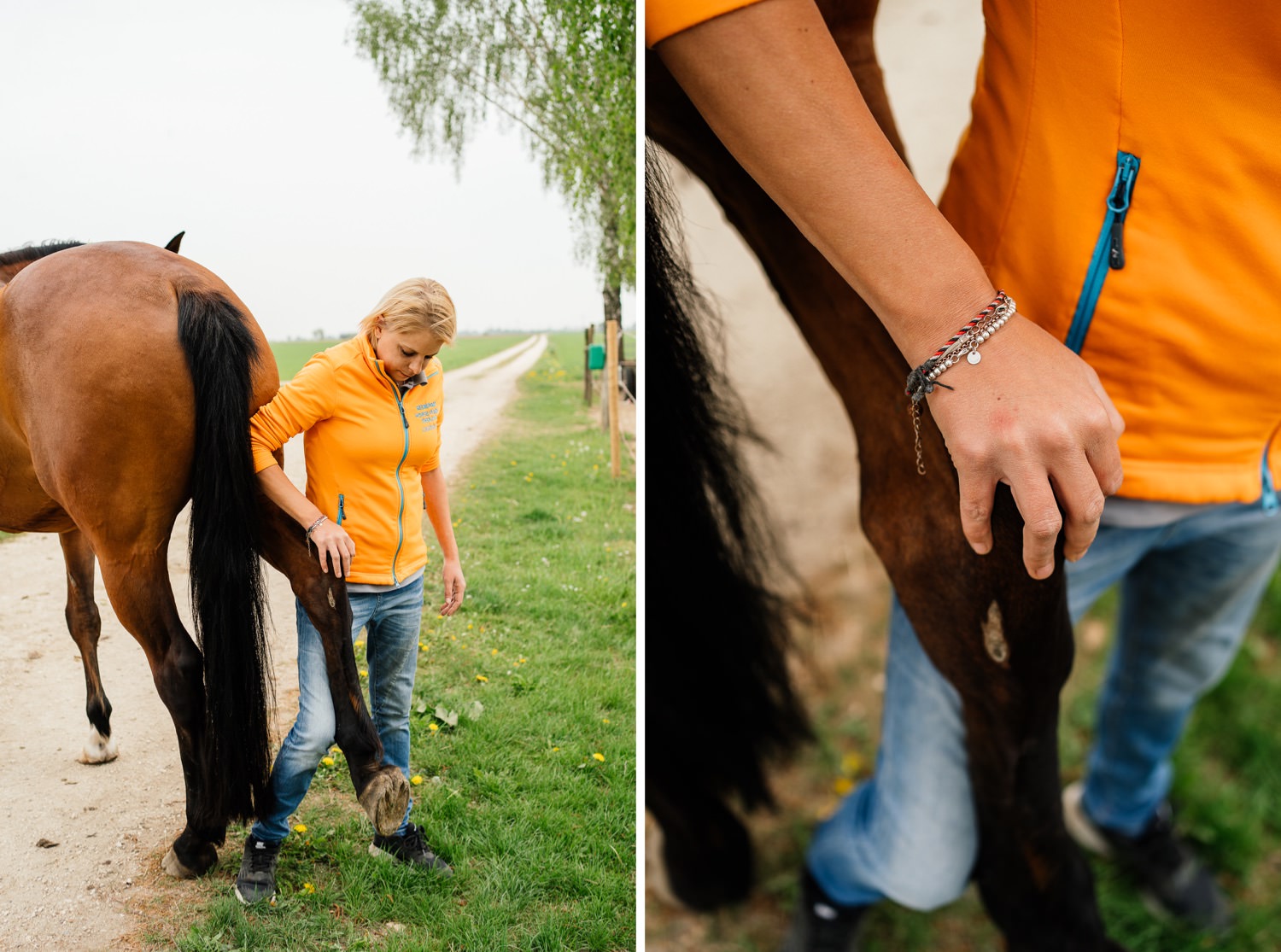 Physiotherapie für Pferde im Landkreis Dillingen