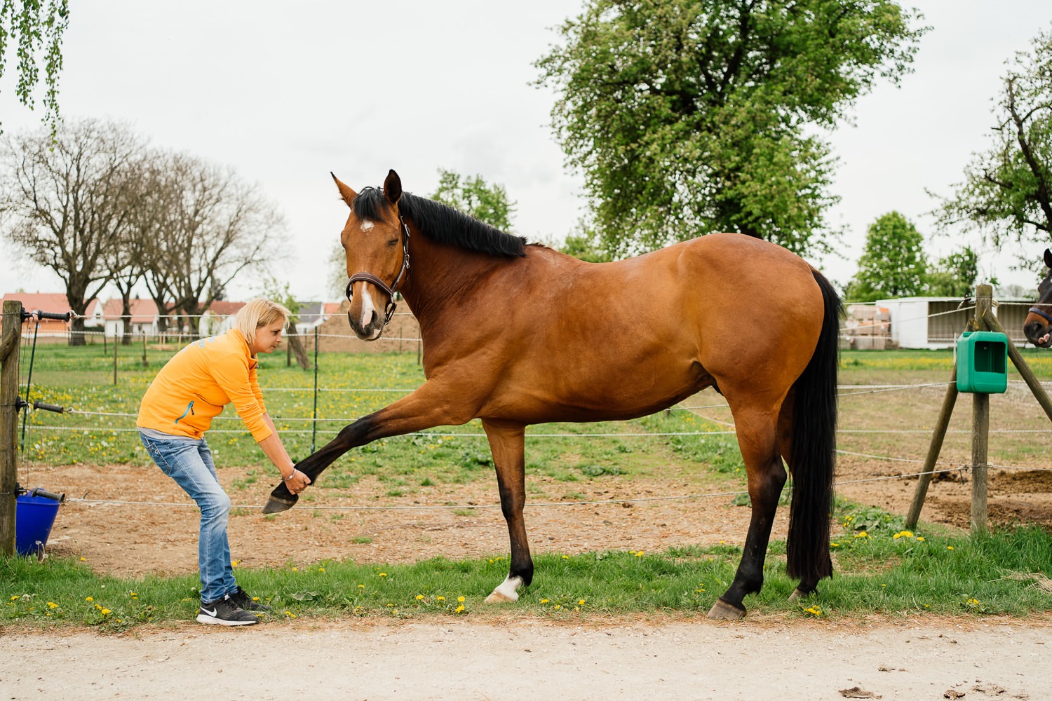 Physiotherapie für Pferde in Schwaben by Seeberger