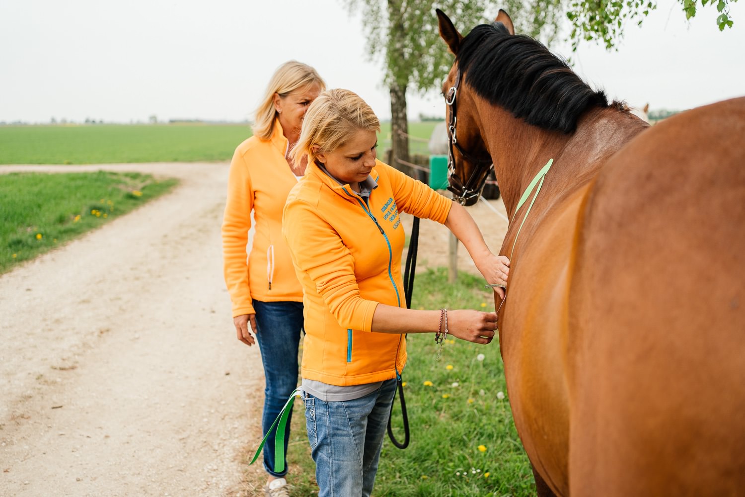 Physiotherapie für Pferde by Seeberger